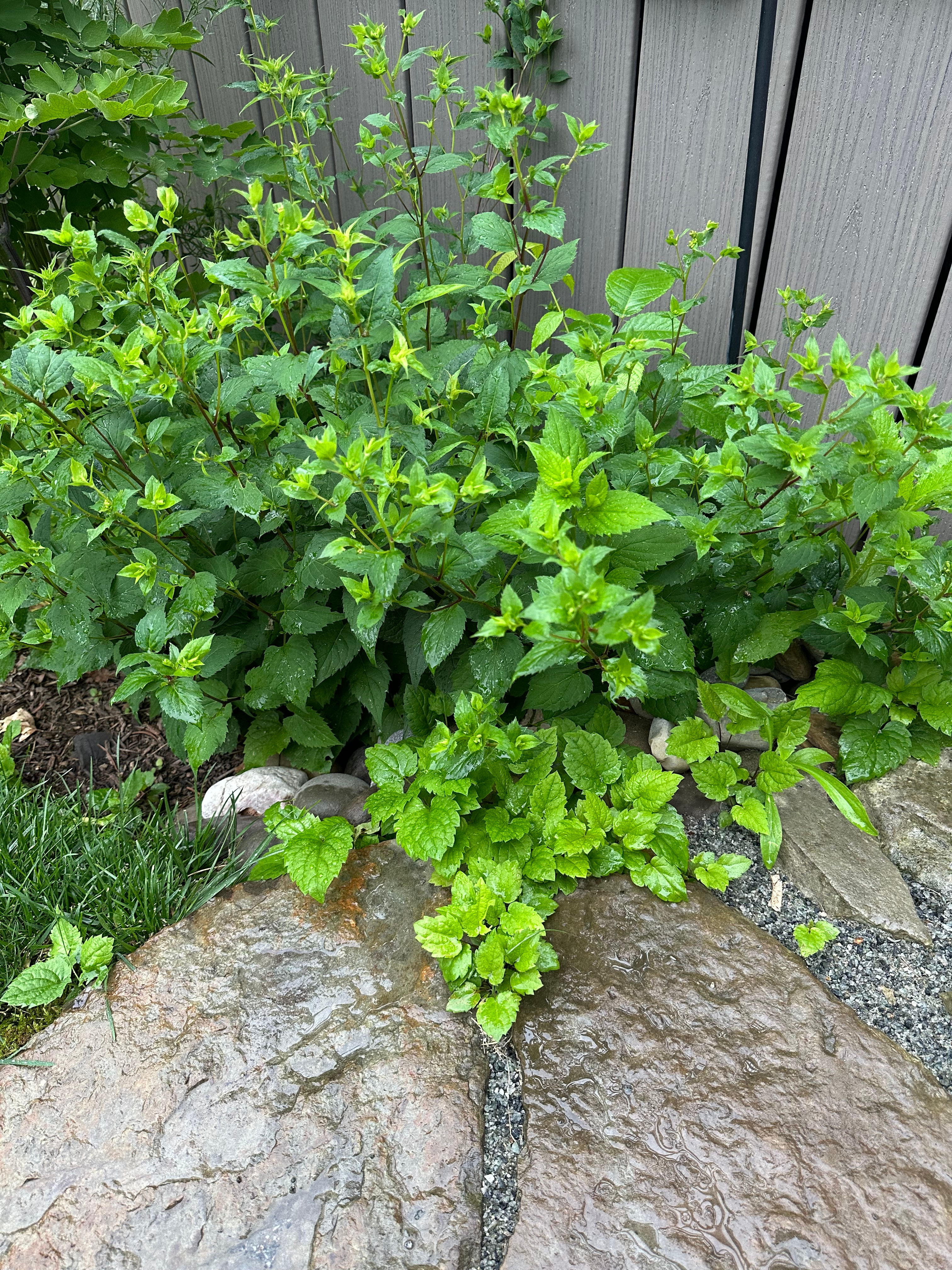 Aster Spread